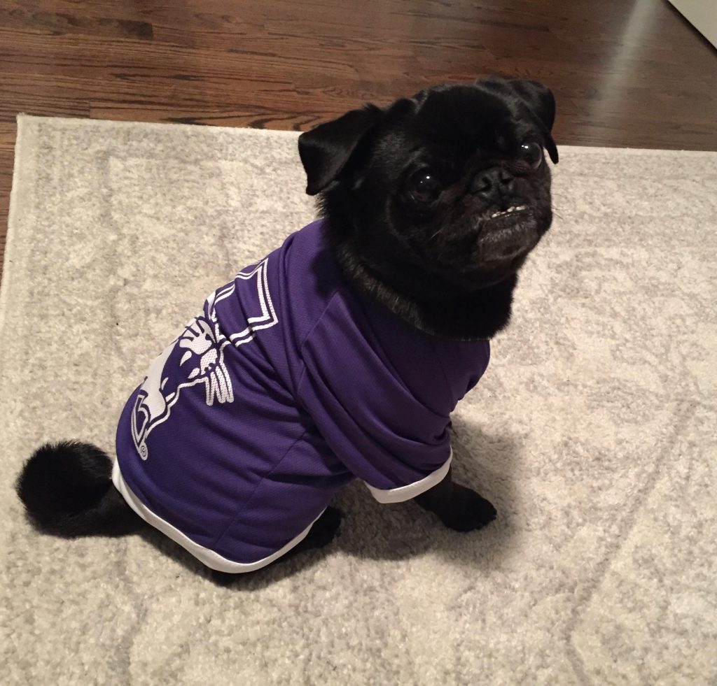 Napoleon, donning his jersey as the official studio mascot.